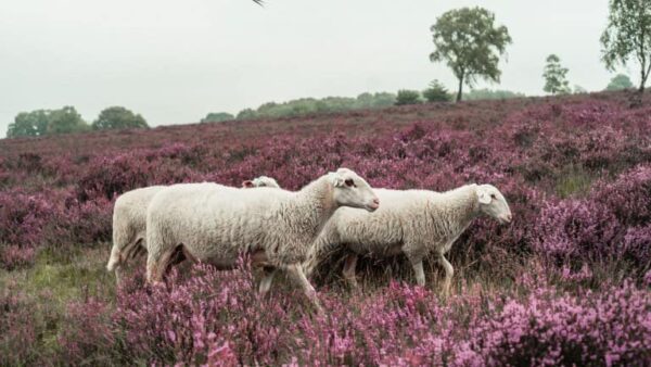 Veluwe Hotel De Beyaerd - goedkope-singlereizen.nl