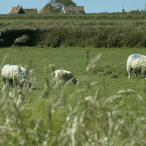 Nieuw Leven Texel - goedkope-singlereizen.nl