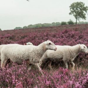 Veluwe Hotel De Beyaerd - goedkope-singlereizen.nl