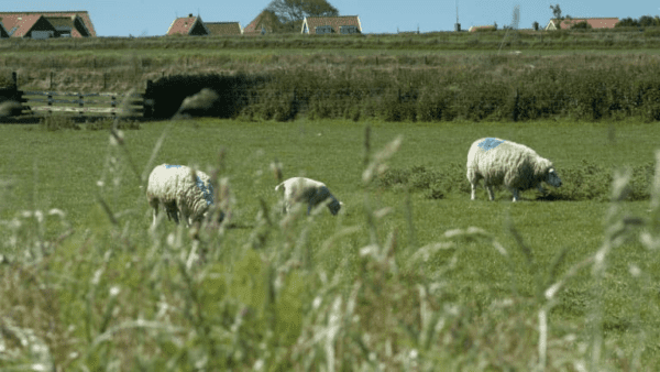 Nieuw Leven Texel - goedkope-singlereizen.nl